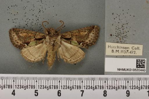 Allophyes oxyacanthae (Linnaeus, 1758) - NHMUK_010520440_a_573974