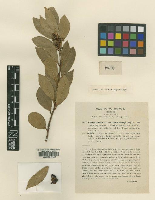 Laurus nobilis L. - BM000613910