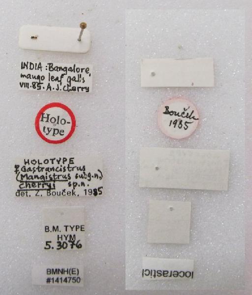 Gastrancistrus cherryi Boucek, 1986 - Gastrancistrus cherryi Boucek, 1986 #1414750 Hym Type 5.3076 labels