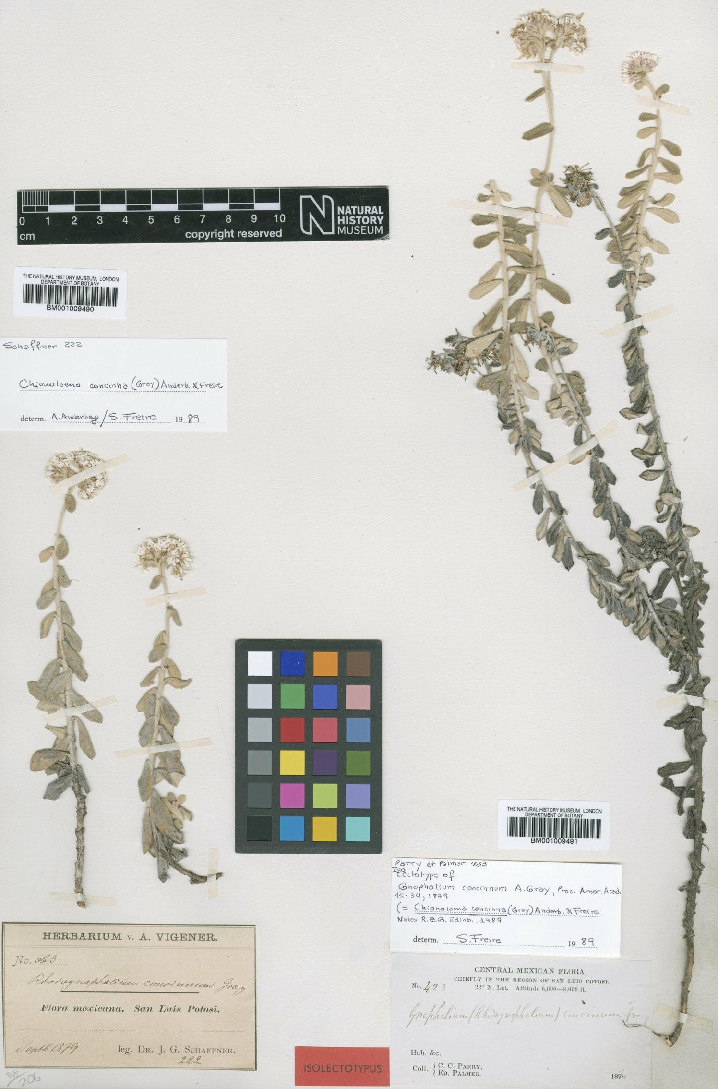 To NHMUK collection (Chionolaena concinna (A.Gray) Anderb. & S.E.Freire; Isolectotype; NHMUK:ecatalogue:611355)