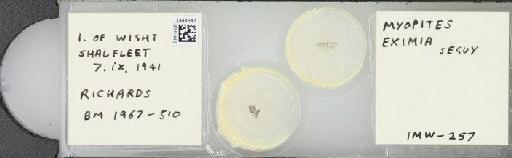 Myopites eximius Seguy, 1932 - BMNHE_1444943_58861