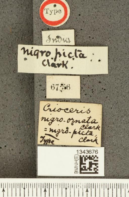 Crioceris (Crioceris) nigroornata Clark, H., 1866 - BMNHE_1343676_label_12311