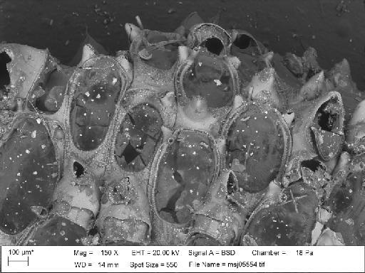 Tegella cassidata (O'Donoghue & O'Donoghue, 1923) - Tegella_cassidata_msj05554