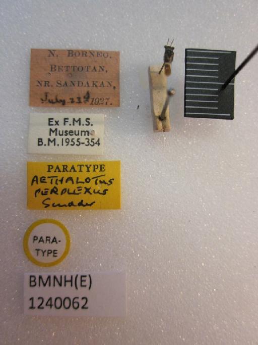 Aethalotus perplexus Scudder, 1972 - Aethalotus perplexus-BMNH(E)1240062-Paratype  dorsal & labels