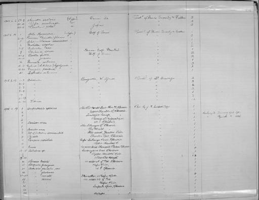 Eulimella aeaea subterclass Tectipleura Melvill, 1904 - Zoology Accessions Register: Mollusca: 1900 - 1905: page 194