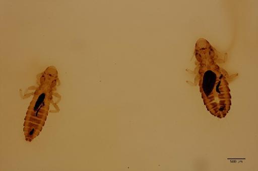 Cuclotogaster occidentalis Tendeiro, 1954 - 010674338_specimen