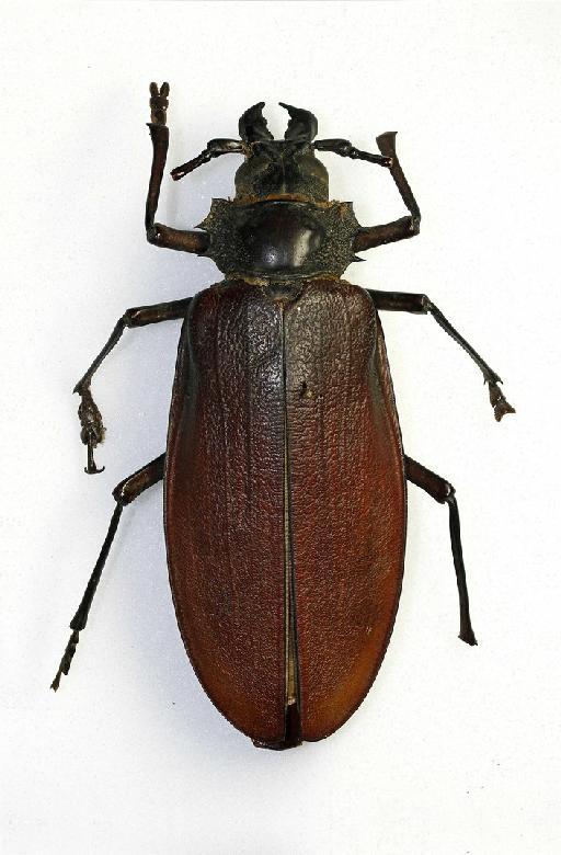 Titanus giganteus (Linnaeus, 1771) - Titanus giganteus 943674