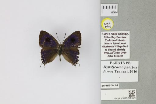 Hypolycaena phorbas furvae Tennent, 2016 - 013376850_Hypolycaena_phorbas_furvae_Tennent_2016_PT