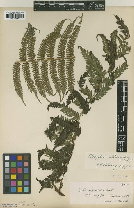 Cyathea spinulosa Wall. ex Hook. - BM001039929