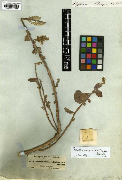 Plectranthus montanus Benth. - BM000564023