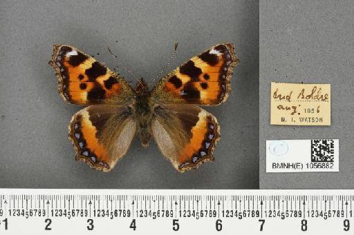 Aglais urticae ab. pseudoconnexa Cabeau, 1927 - BMNHE_1056882_46563