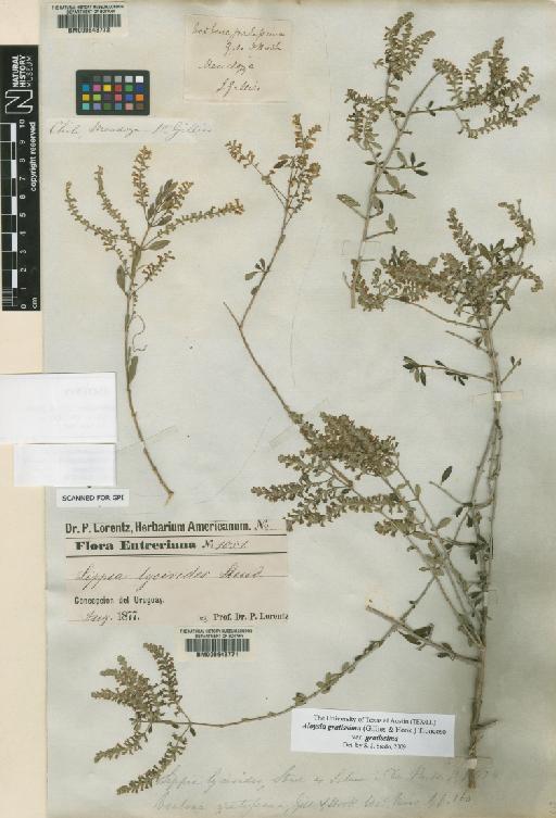 Aloysia gratissima (Gillies & Hook.) Tronc. - BM000643772