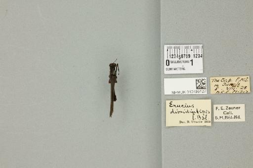 Erucius (Erucius) dimidiatipes dimidiatipes Bolivar, 1898 - 012499127_71926_91565