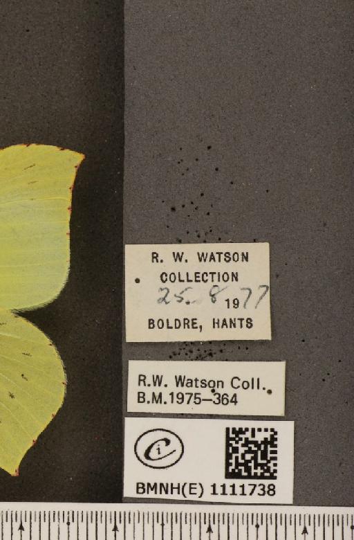 Gonepteryx rhamni rhamni Linnaeus, 1758 - BMNHE_1111738_label_65356