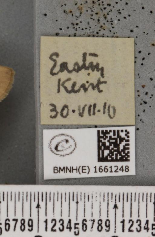 Pelosia muscerda (Hufnagel, 1766) - BMNHE_1661248_label_284848