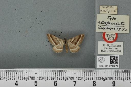 Phibalapteryx virgata ab. albofasciata Cockayne, 1952 - BMNHE_1791279_355847