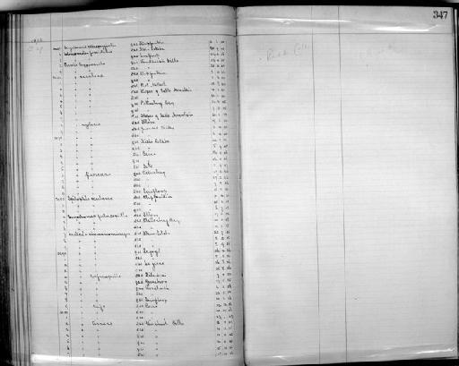 Prinia pectoralis pectoralis - Zoology Accessions Register: Aves (Skins): 1904 - 1905: page 347