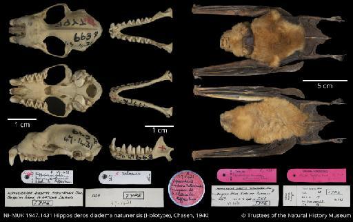 Hipposideros diadema natunensis Chasen, 1940 - NHMUK 1947.1431 Hipposideros diadema natunensis Holotype Figureplate