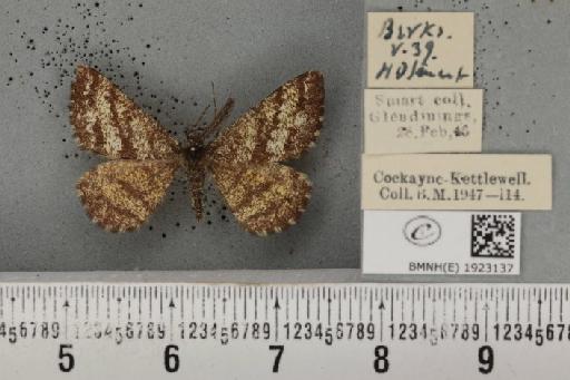 Ematurga atomaria (Linnaeus, 1758) - BMNHE_1923137_487717