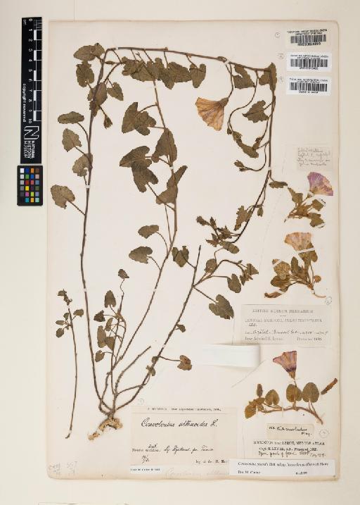 Convolvulus pitardii subsp. leucochnus (Benoist) Maire - 001010459_a
