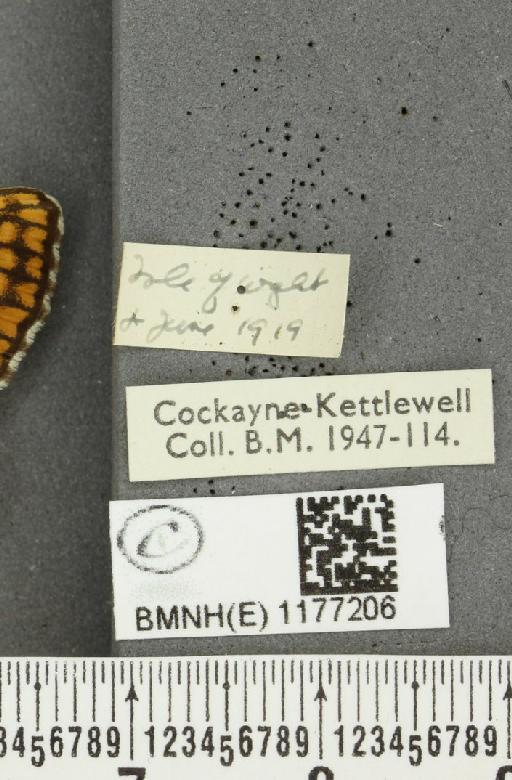 Melitaea cinxia ab. fulla Quensel, 1791 - BMNHE_1177206_label_49210