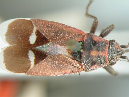 Lygaeus guttiger Dallas, 1852 - Hemiptera: Aspilocoryphus Men