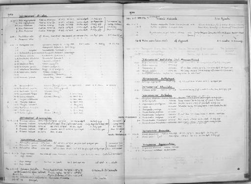 Curimata inornata Vari, 1989 - Zoology Accessions Register: Fishes: 1971 - 1985: page 411