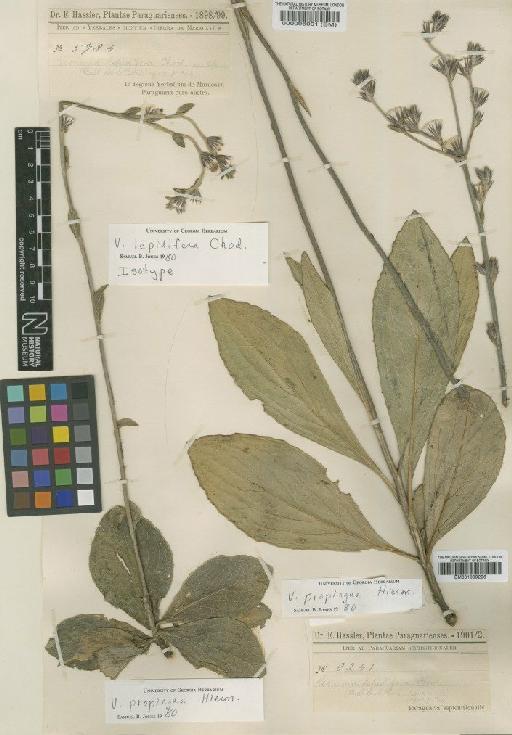 Vernonia propinqua Hieron. - BM001009226