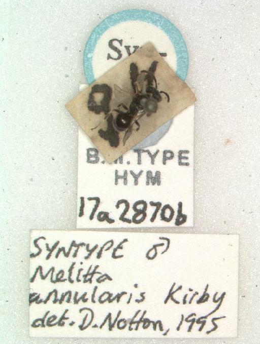 Melitta annularis Kirby, 1802 - Melitta annularis paralectotype 17a2870b habitus dorsal