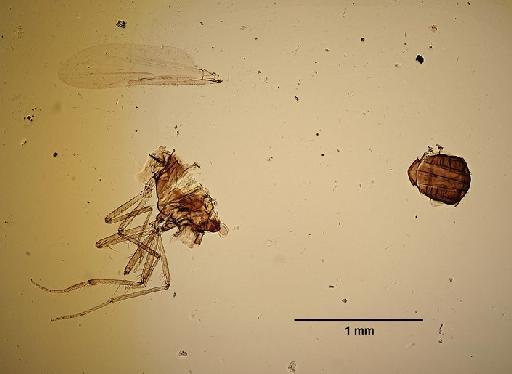 Culicoides kotonkan Boorman & Dipeolu, 1979 - Culicoides_kotonkan-1633272-thorax