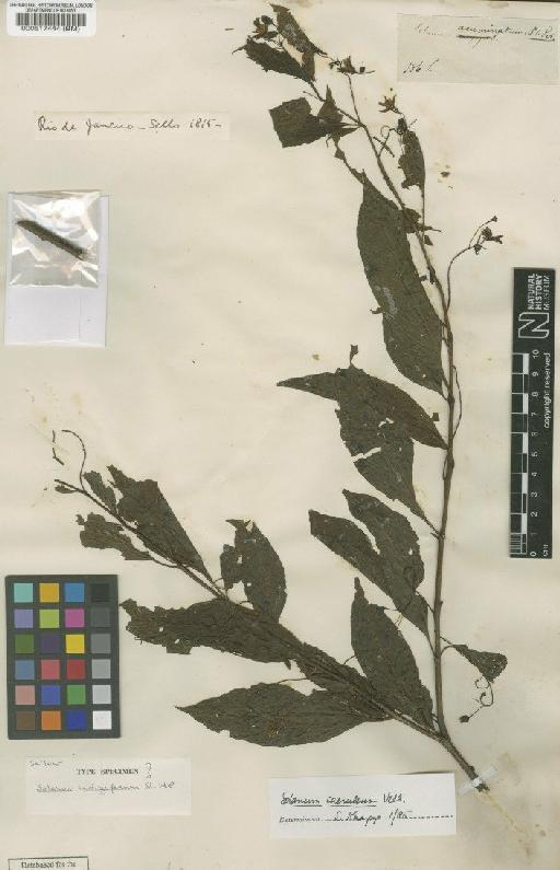 Solanum campaniforme Roem. & Schult. - BM000517444