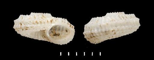 Cyclostrema henjamense Melvill & Standen, 1903 - 1979254