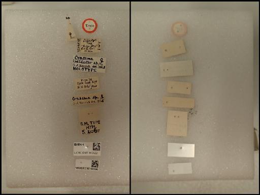 Orasema initiator Kerrich, 1963 - Orasema initiator Kerrich, 1963 010198596 5.2067 labels