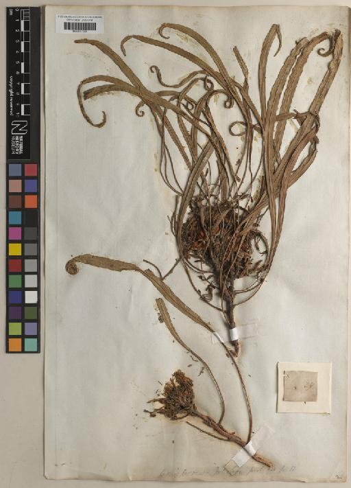 Conospermum petiolare R.Br. - BM001217295