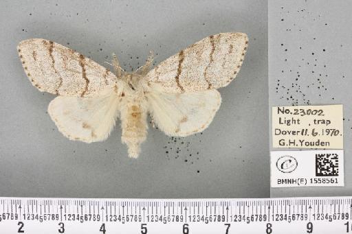 Calliteara pudibunda (Linnaeus, 1758) - BMNHE_1558561_255371