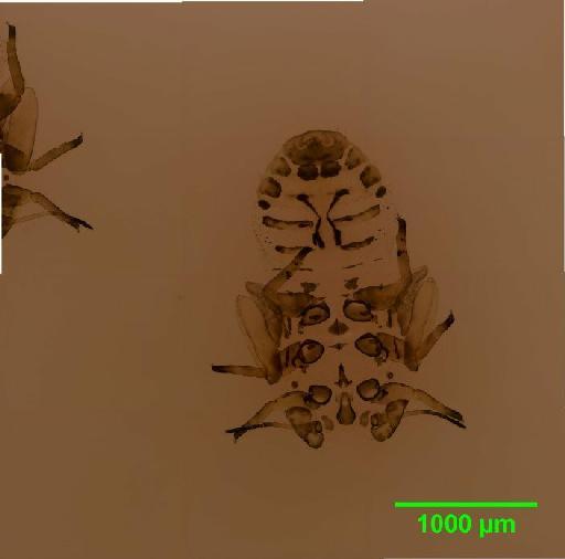 Arytainilla Loginova, 1972 - 010186717__2016_01_27_s3