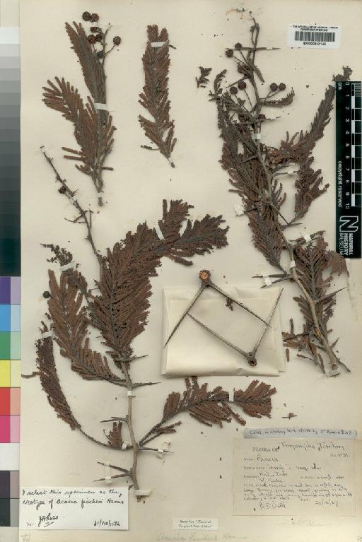 Acacia fischeri Harms - BM000842146