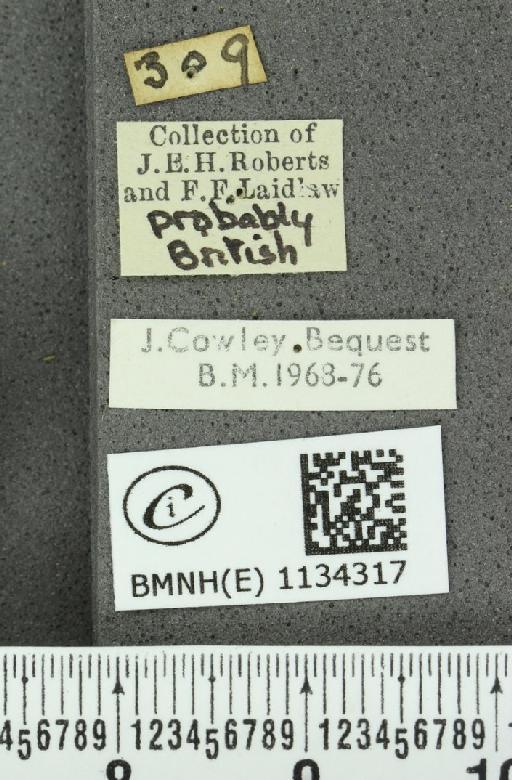 Callophrys rubi rubi (Linnaeus, 1758) - BMNHE_1134317_label_98004