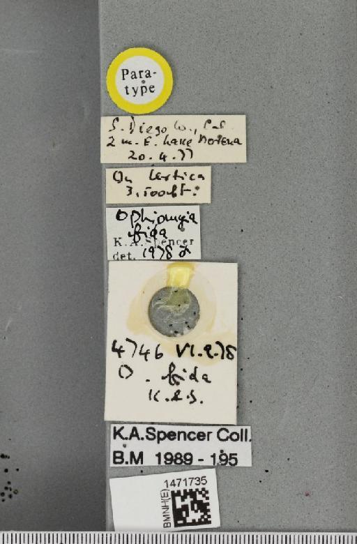 Ophiomyia fida Spencer, 1981 - BMNHE_1471735_label_47397