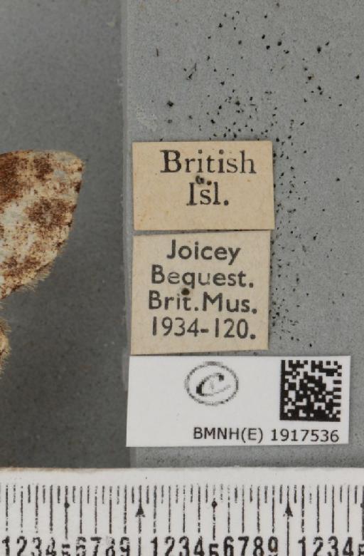 Ectropis crepuscularia (Denis & Schiffermüller, 1775) - BMNHE_1917536_label_481178