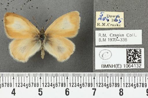 Coenonympha pamphilus ab. partimtransformis Leeds, 1950 - BMNHE_1064132_25296