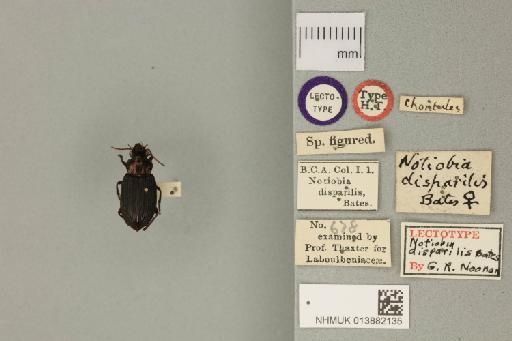 Notiobia disparilis Bates, 1878 - 013882135_Notiobia_disparilis_Dorsal_habitus_with_labels_Lectotype