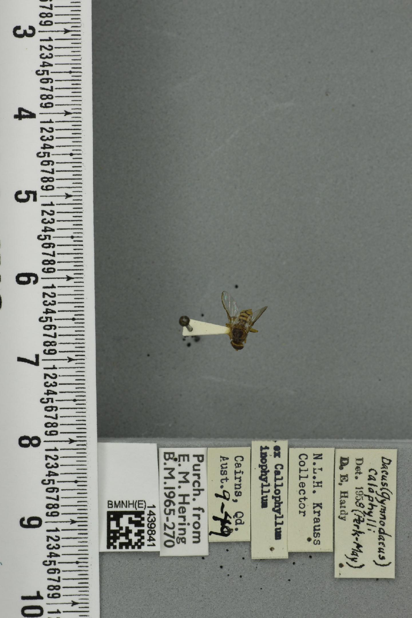 Bactrocera calophylli