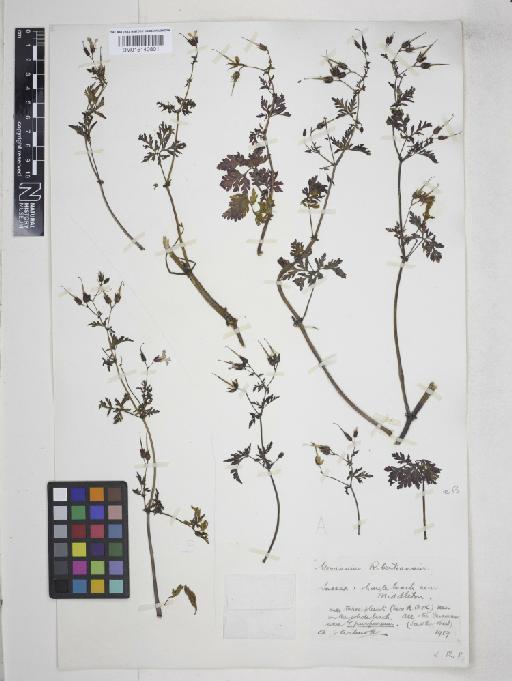 Geranium robertianum L. - 015140801