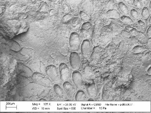 Iyarispora chiass Martha et al., 2019 - PI D 59363 – aff. Wawalia