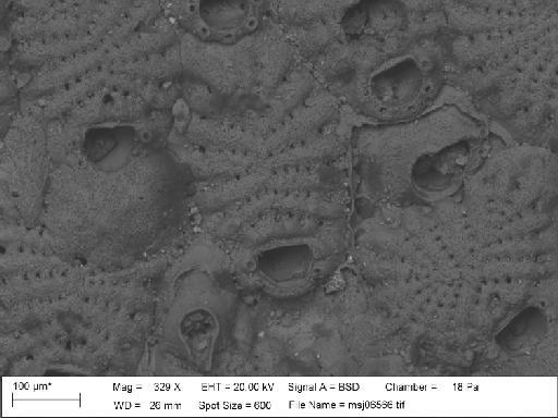 Puellina radiata (Moll, 1803) - Cribrilina_radiata_var_1911_10_1_707-msj06566