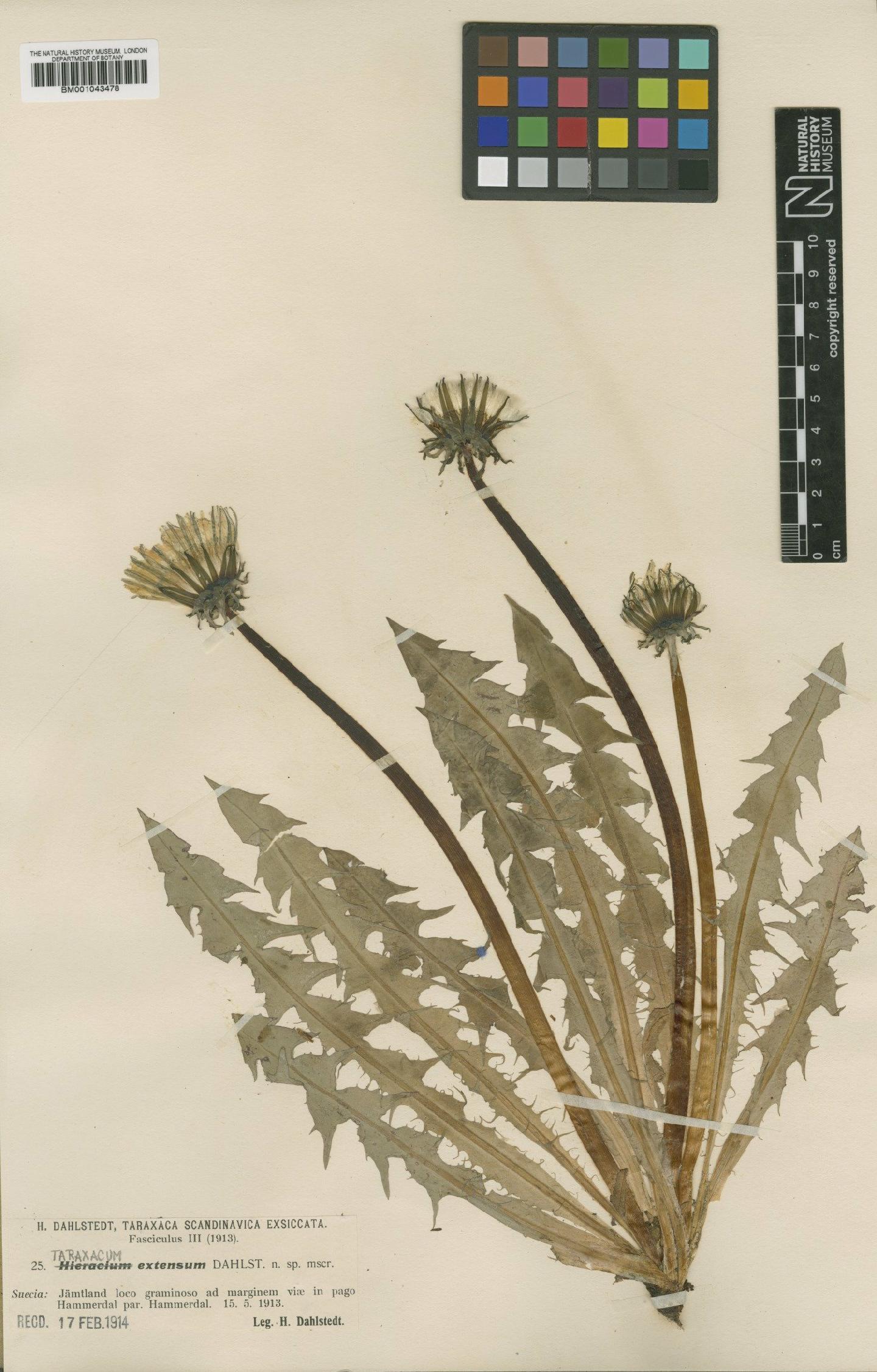 To NHMUK collection (Taraxacum extensum Dahlst.; Type; NHMUK:ecatalogue:1998596)