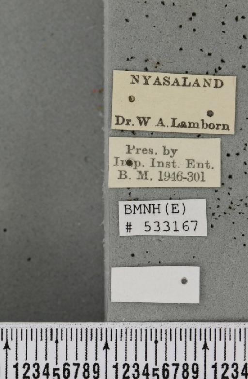 Dacus (Didacus) ciliatus Loew, 1862 - BMNHE_533167_label_59946