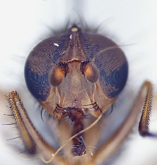 Heteromyza oculata Fallén, 1820 - Heteromyza_oculata-1240948-head_frontal2-32_0x_edit