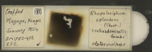 Rhopalosiphum rufiabdominalis Sasaki, 1899 - 010106243_112780_1095924